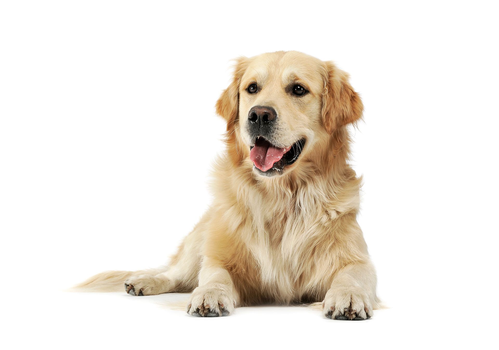 Golden Retriever dog being groomed, held by two hands with a comb and scissors against a pink backdrop.