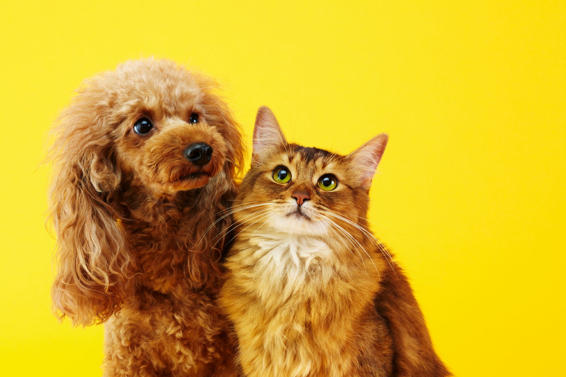 Brown poodle and cat with amber eyes against a yellow backdrop; both looking up attentively.