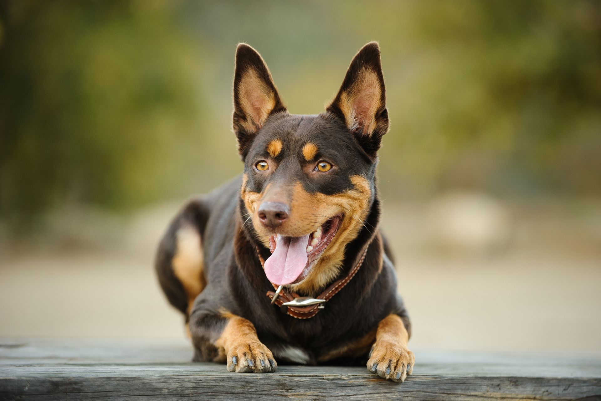 Black and brown dachshund wearing a clear plastic cone. It stands on a white surface against a blue background.