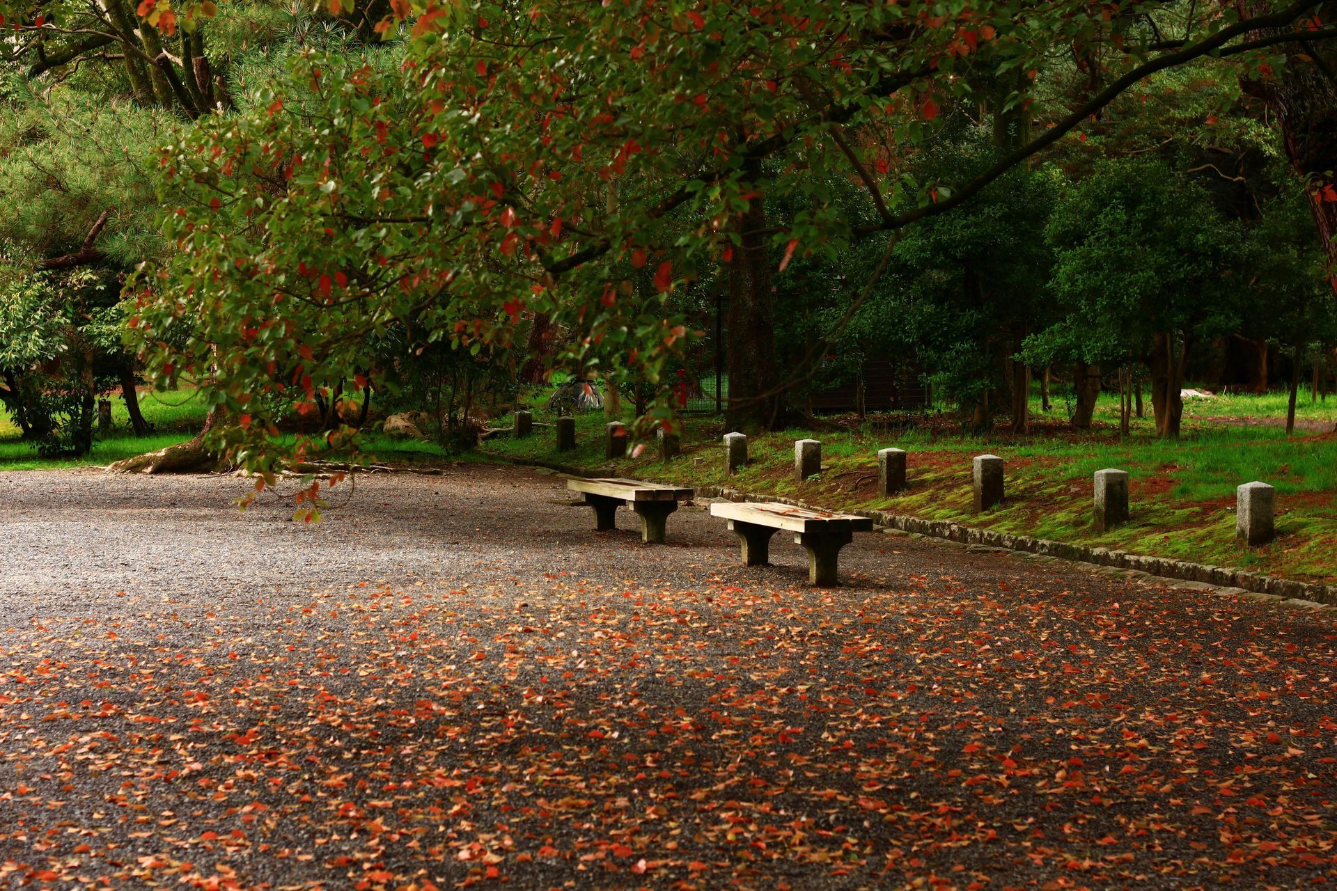 A Park With Benches And Leaves On The Ground — The Therapists Cairns In Cairns City, QLD
