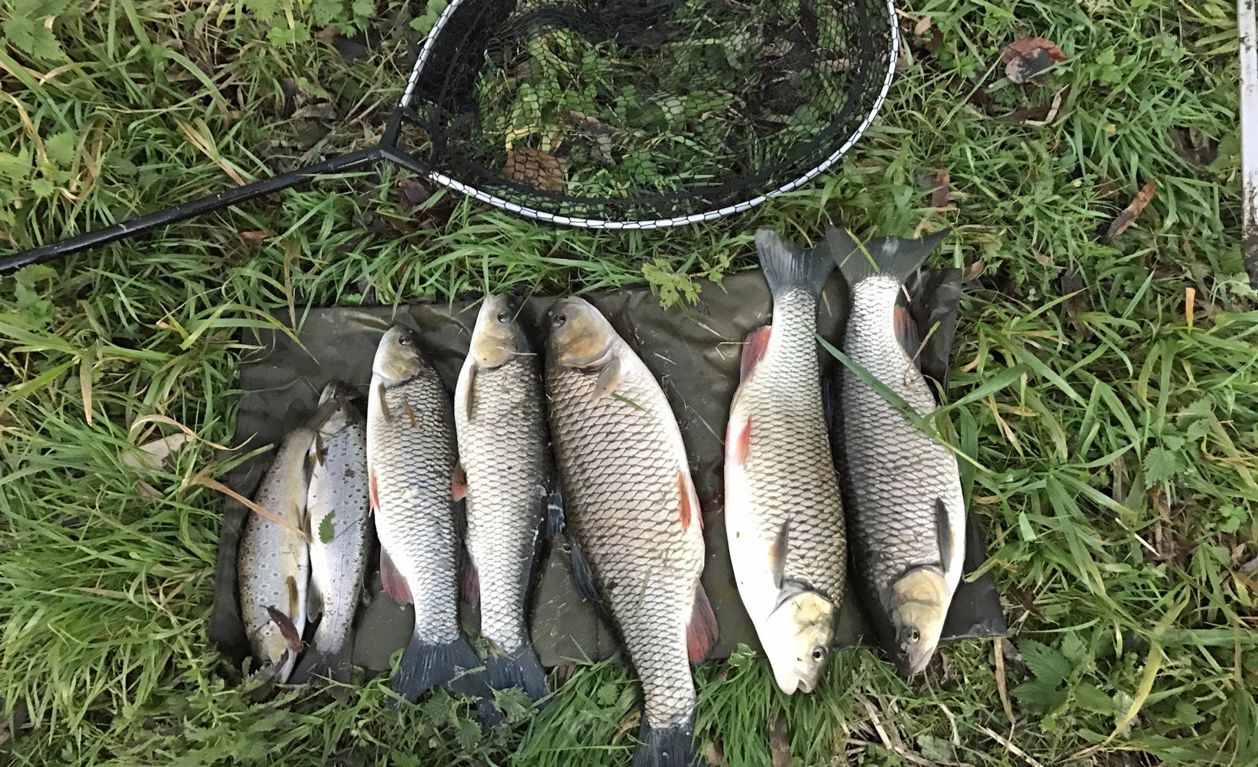 a bevy of fish lay on the ground a good catch from fishing at the Riverside Lodge