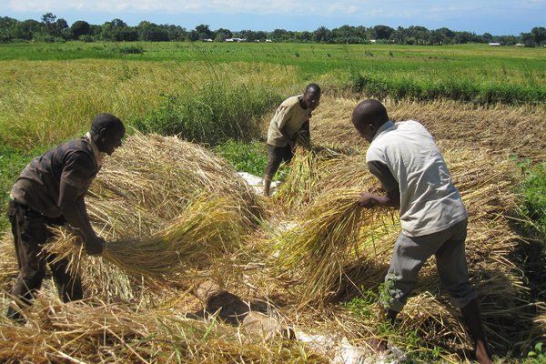 Farmers in Malawi threshing the Kilombero rice in traditional style