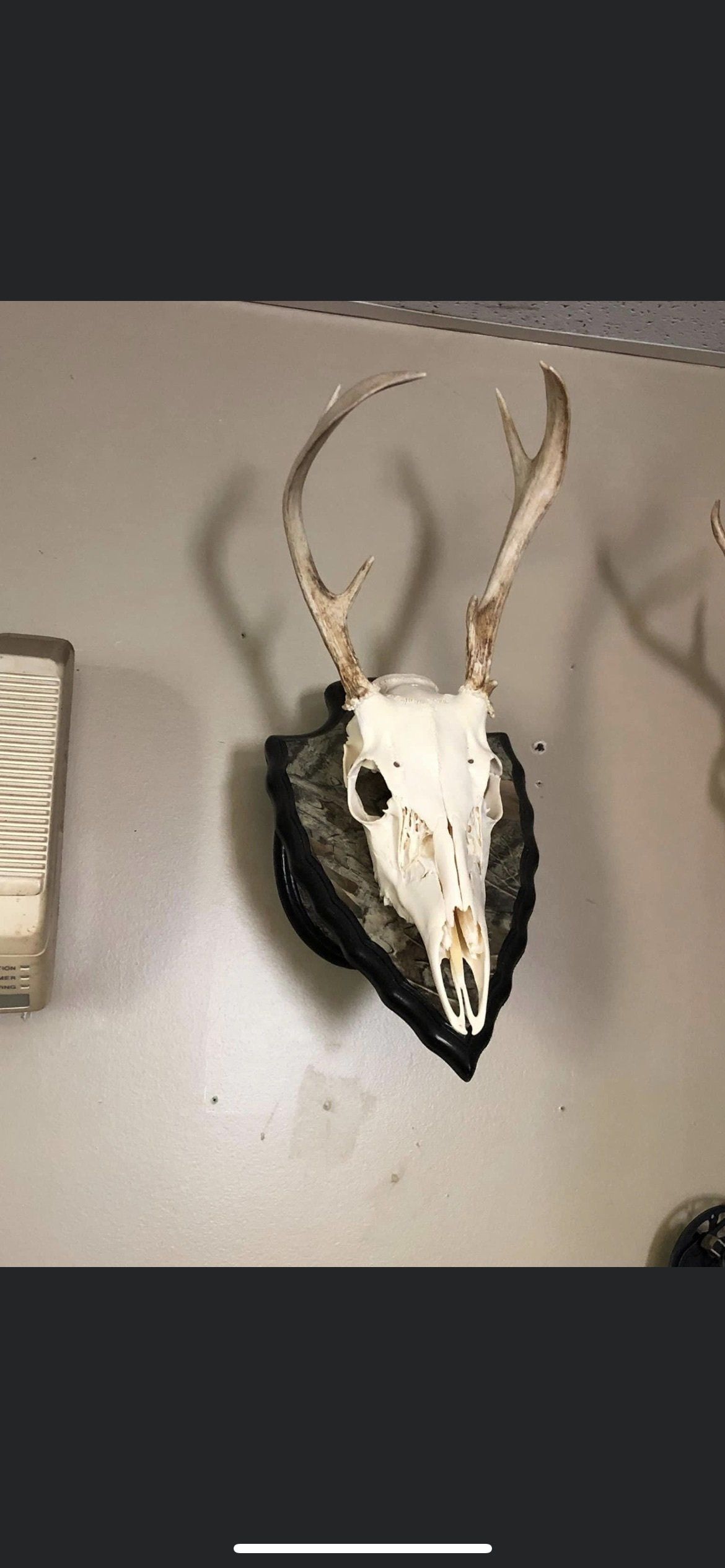 a deer skull is hanging on a white wall — Mountain Critters Taxidermy — Newville, PA
