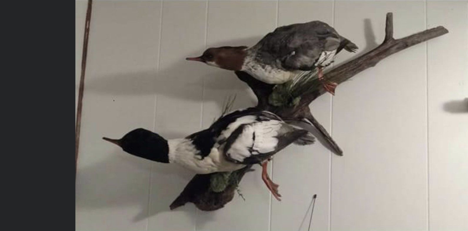 two stuffed birds are hanging on a white wall — Mountain Critters Taxidermy — Newville, PA