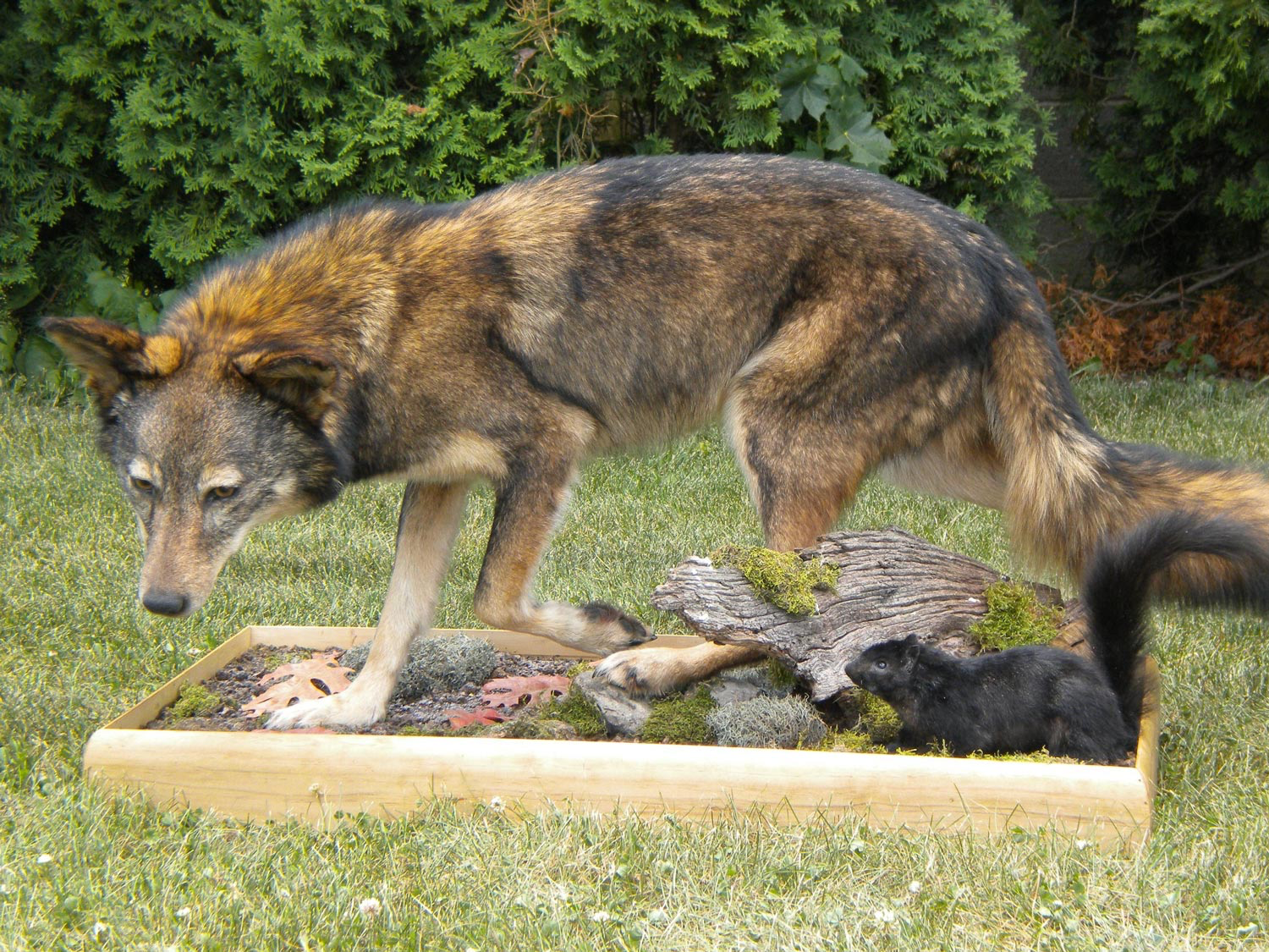 a wolf standing next to a small black squirrel — Mountain Critters Taxidermy — Newville, PA