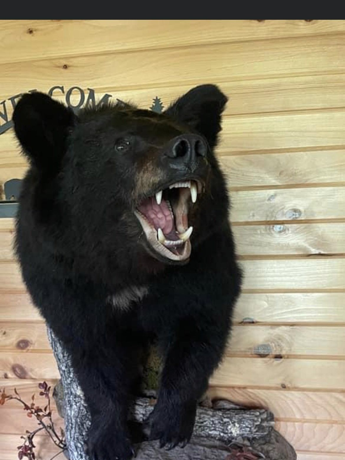 a black bear with its mouth open is standing in front of a welcome sign — Mountain Critters Taxidermy — Newville, PA