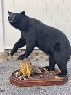 a black bear is standing on its hind legs on a wooden base — Mountain Critters Taxidermy — Newville, PA