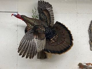 a stuffed turkey is hanging on a wall with its wings spread — Mountain Critters Taxidermy — Newville, PA