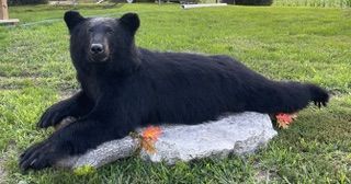 a black bear is laying on a rock in the grass — Mountain Critters Taxidermy — Newville, PA