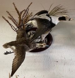a stuffed bird is hanging on a wall — Mountain Critters Taxidermy — Newville, PA