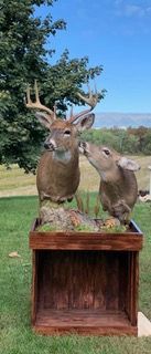 a couple of deer standing next to each other on top of a wooden box — Mountain Critters Taxidermy — Newville, PA
