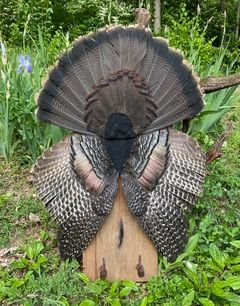 a turkey is sitting on a wooden plaque in the grass — Mountain Critters Taxidermy — Newville, PA