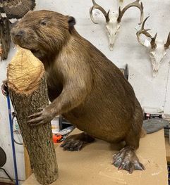 a stuffed beaver is sitting on top of a tree stump — Mountain Critters Taxidermy — Newville, PA