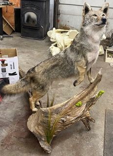 a stuffed coyote is standing on a piece of wood — Mountain Critters Taxidermy — Newville, PA