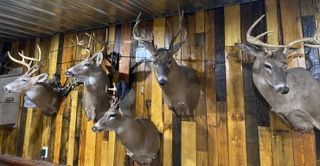 a group of deer heads hanging on a wooden wall — Mountain Critters Taxidermy — Newville, PA
