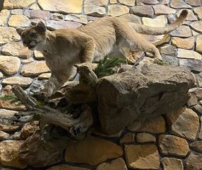 a mountain lion is standing on top of a rock — Mountain Critters Taxidermy — Newville, PA