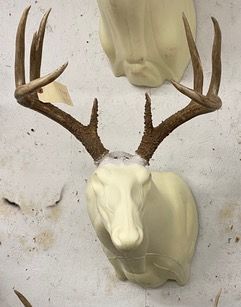 a white deer head with antlers is hanging on a wall — Mountain Critters Taxidermy — Newville, PA