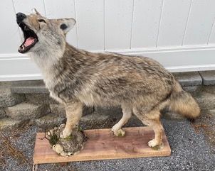 a stuffed coyote is standing on a wooden stand with its mouth open — Mountain Critters Taxidermy — Newville, PA
