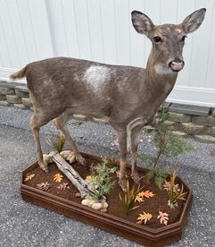 a stuffed deer is standing on top of a wooden base — Mountain Critters Taxidermy — Newville, PA