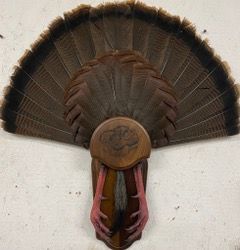 a turkey head with feathers on it is hanging on a wall — Mountain Critters Taxidermy — Newville, PA