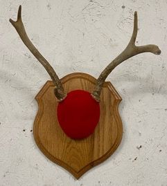a deer head with antlers and a red nose on a wooden plaque — Mountain Critters Taxidermy — Newville, PA