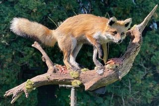 a red fox is standing on a tree branch — Mountain Critters Taxidermy — Newville, PA