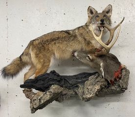 a coyote is laying on a rock with a dead deer in its mouth — Mountain Critters Taxidermy — Newville, PA