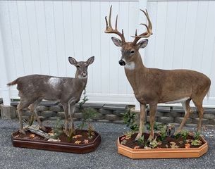 two stuffed deer are standing next to each other in front of a white fence — Mountain Critters Taxidermy — Newville, PA