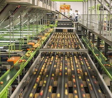 Un tapis roulant rempli de pommes dans une usine