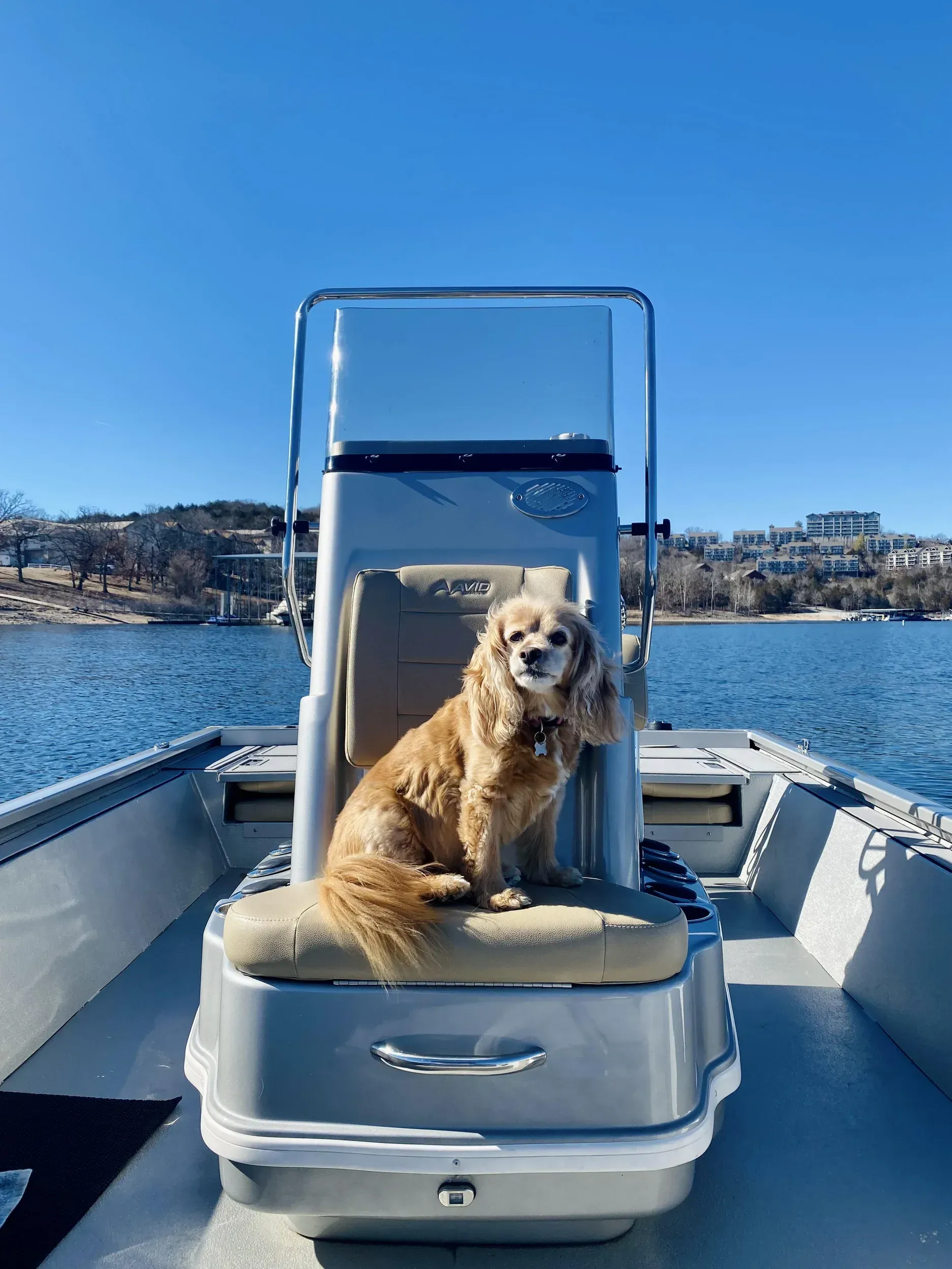 Dog sitting on a boat seat, looking forward, blue water and sky background.