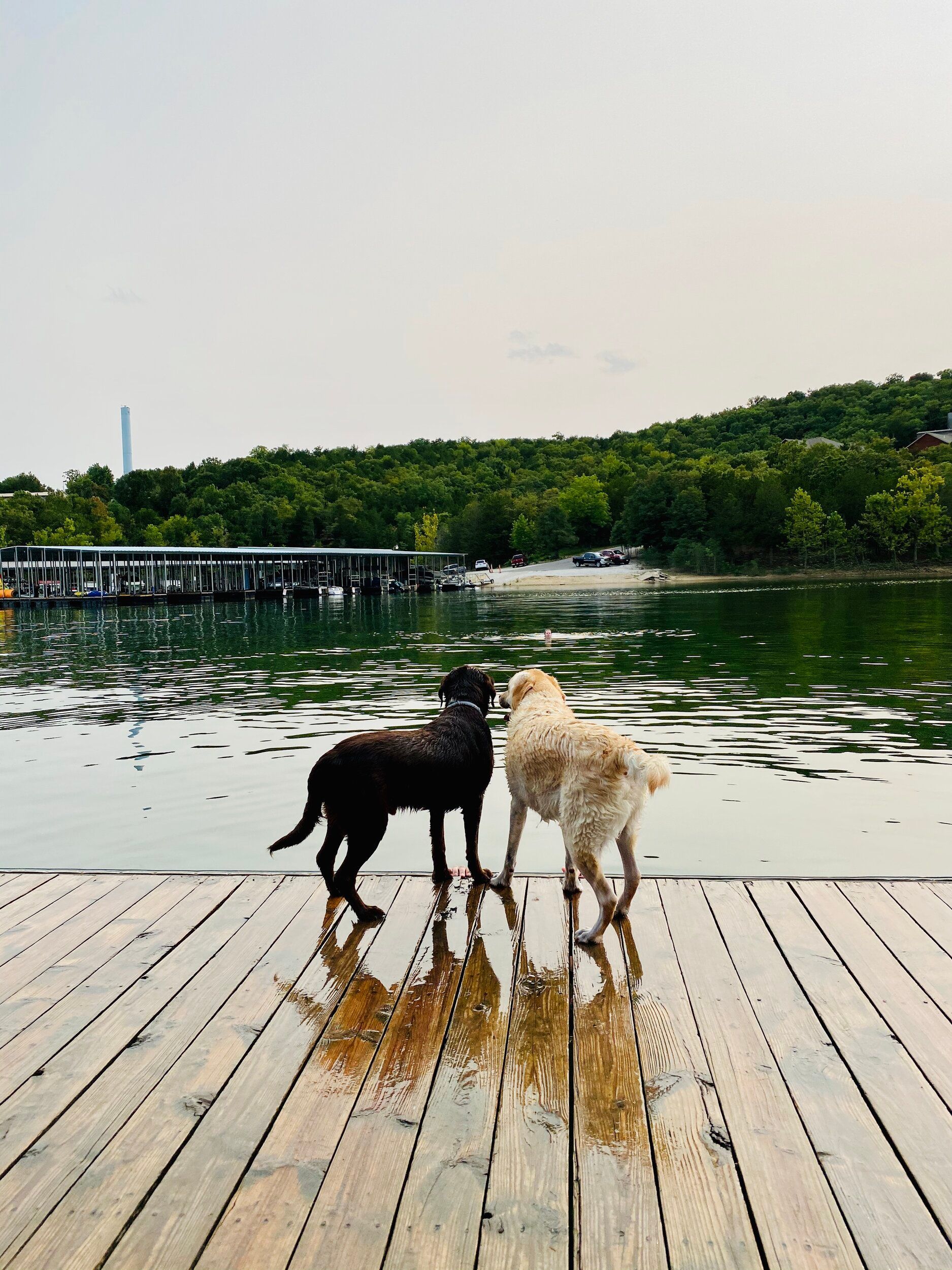 Two dogs, one black, one tan, stand side-by-side on a wooden dock overlooking water and distant trees.