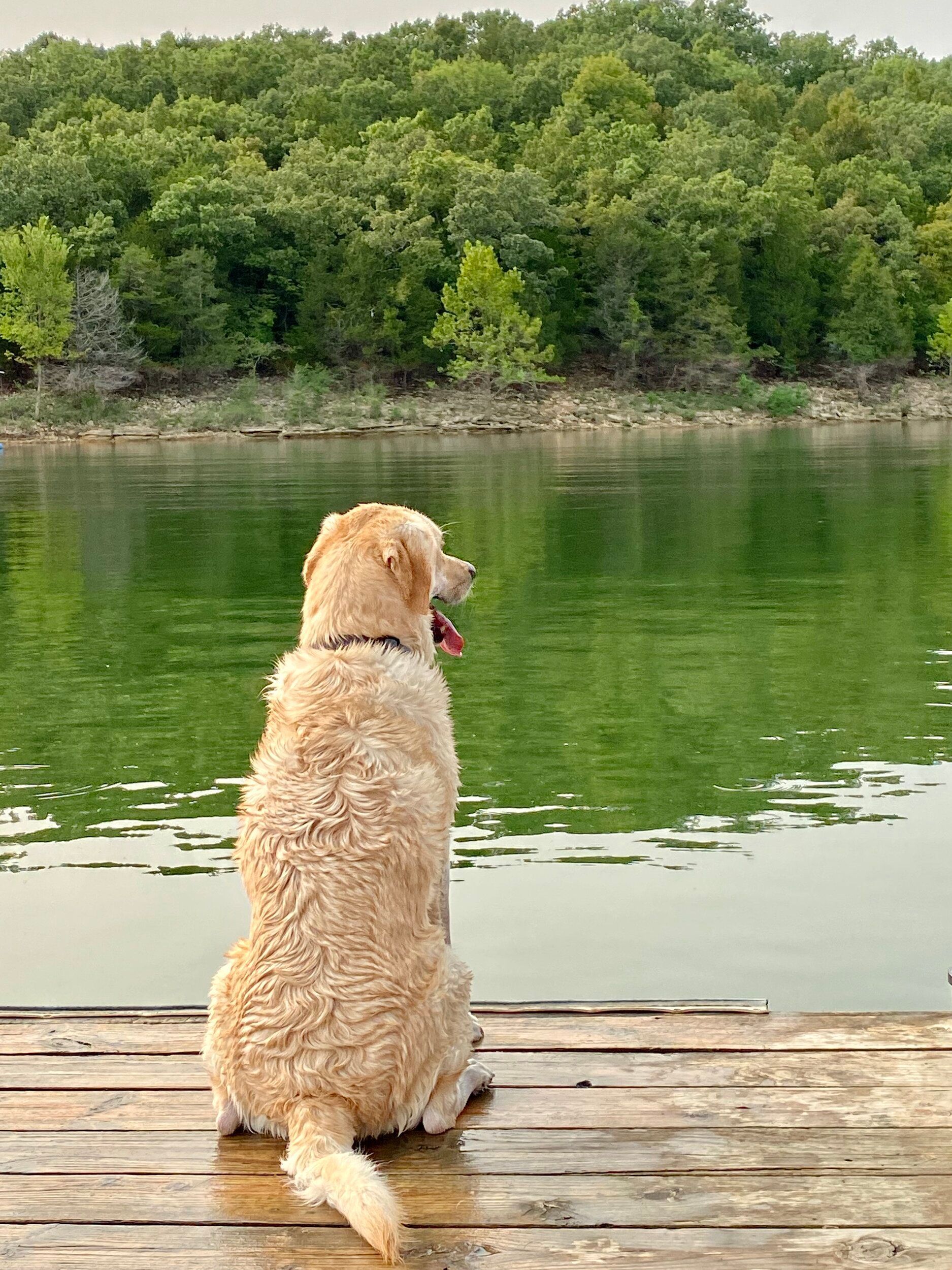 Golden retriever sits on a dock, gazing at a green lake surrounded by trees.