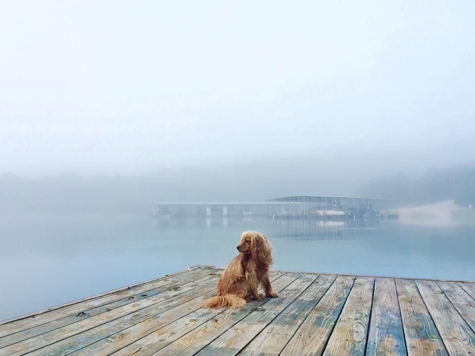 Golden-colored dog sits on a wooden dock, gazing across a misty lake. A dock and fog-shrouded shore are in the background.
