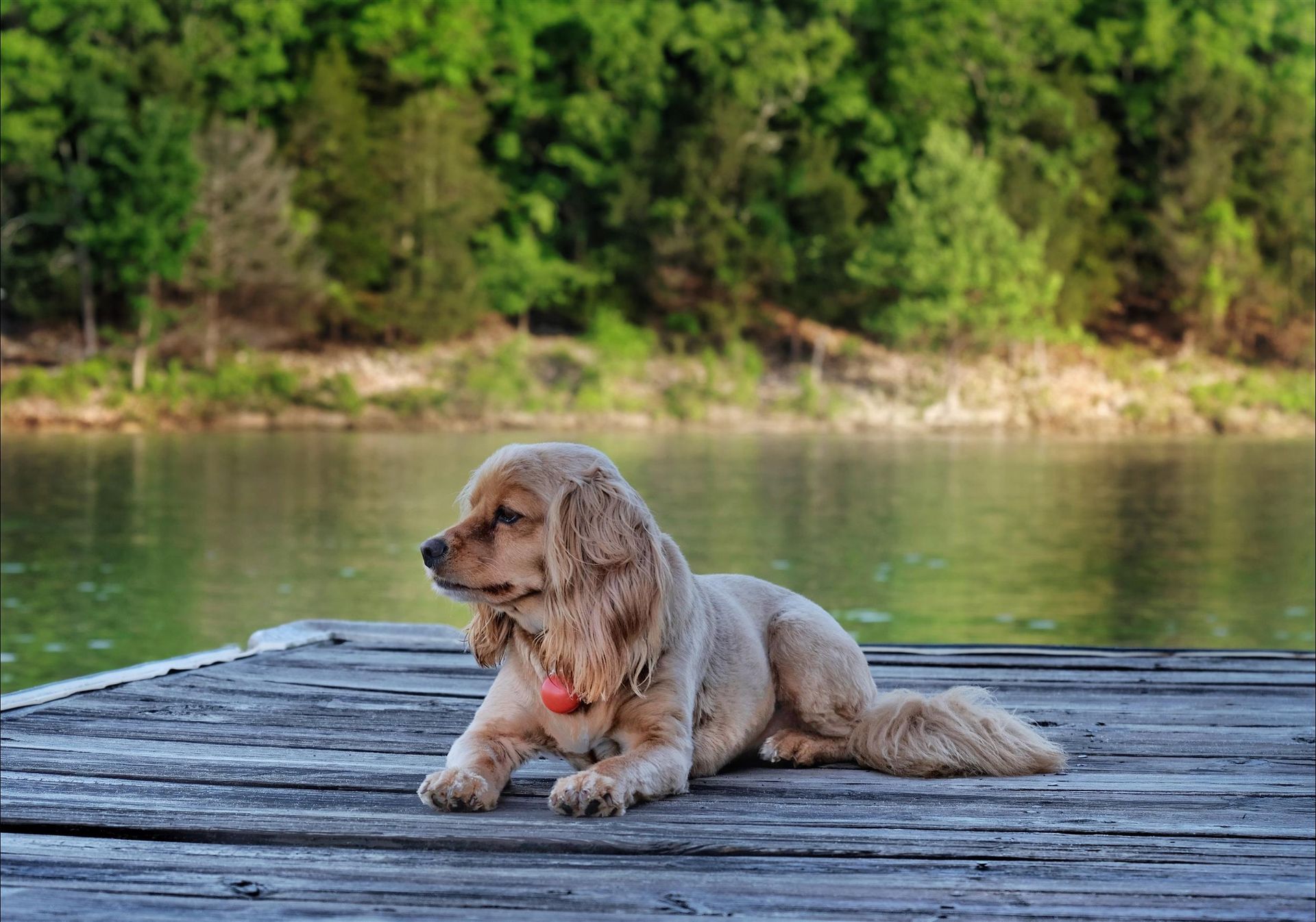 Golden Cocker Spaniel lies on a wooden dock, gazing left at a calm lake with green trees in the background.
