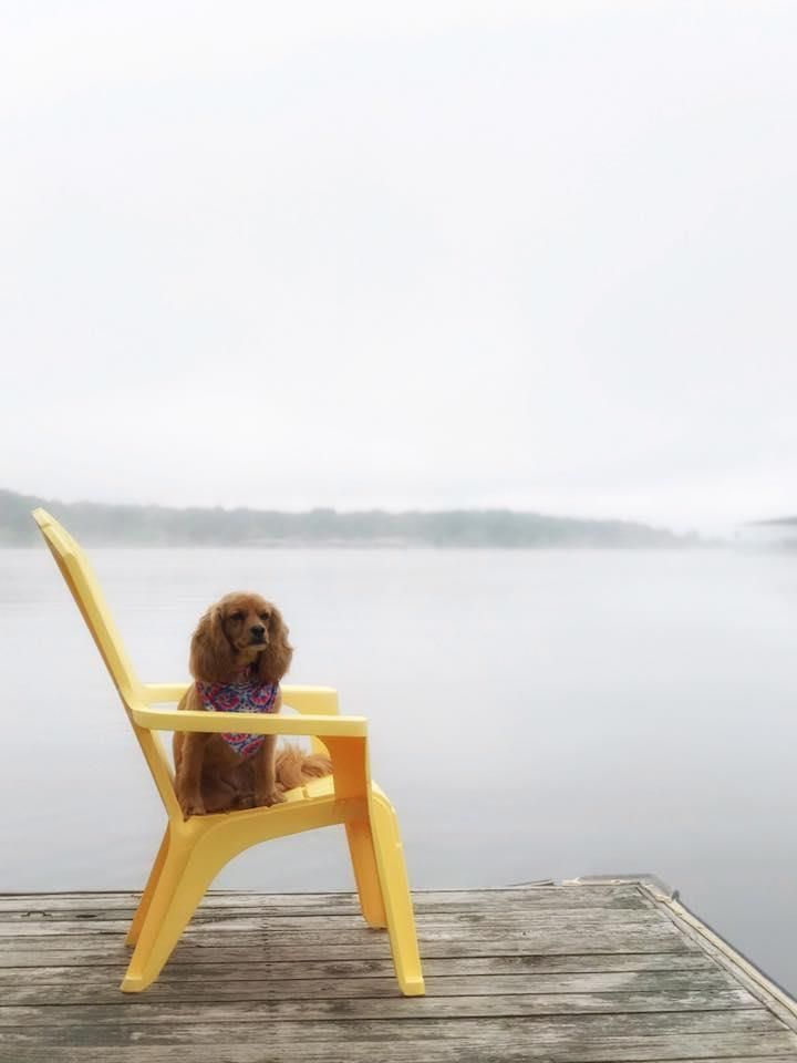 Brown dog wearing a purple bandana sits in a yellow chair on a wooden dock overlooking a foggy lake.