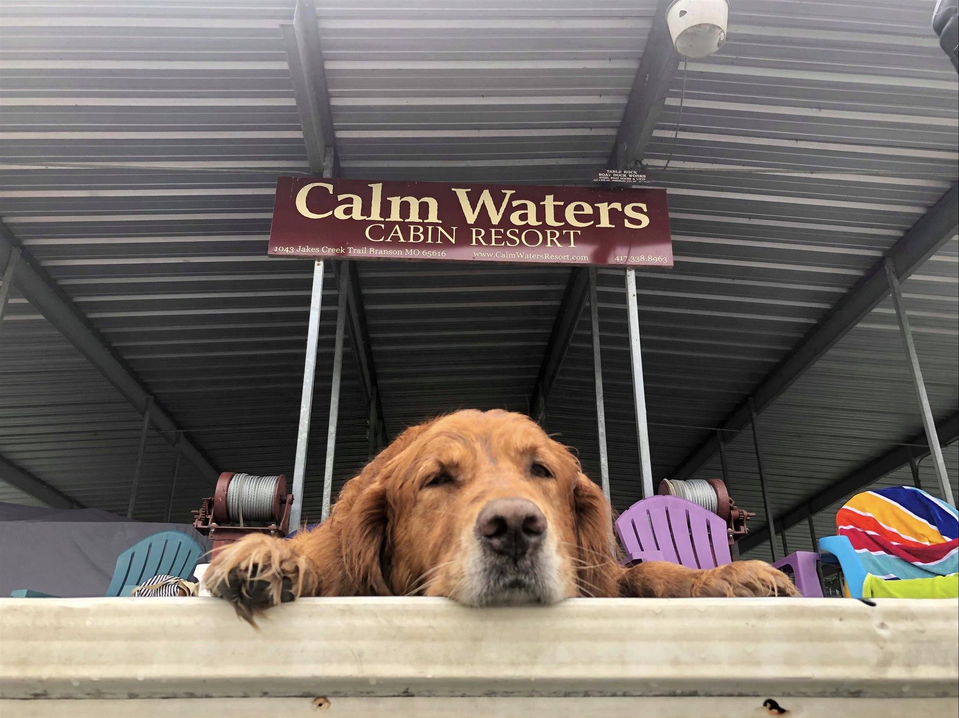 Golden retriever dog resting on a dock at Calm Waters Cabin Resort. Brown dog with head on edge.