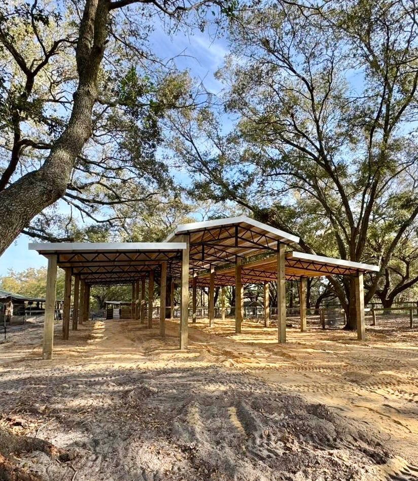 Wooden horse barn under construction, surrounded by bare trees, sunny day.