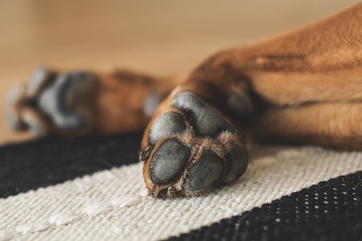 Sore Paw Pads on Dogs