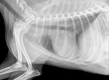 Congestive Heart Failure In Dogs: Stages & Treatment