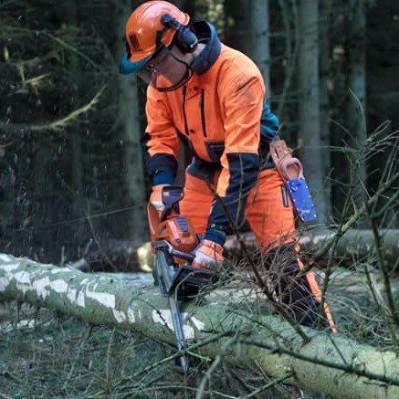 Abbattimento di alberi