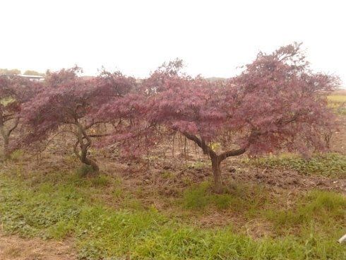 Potatura di alberi ornamentali
