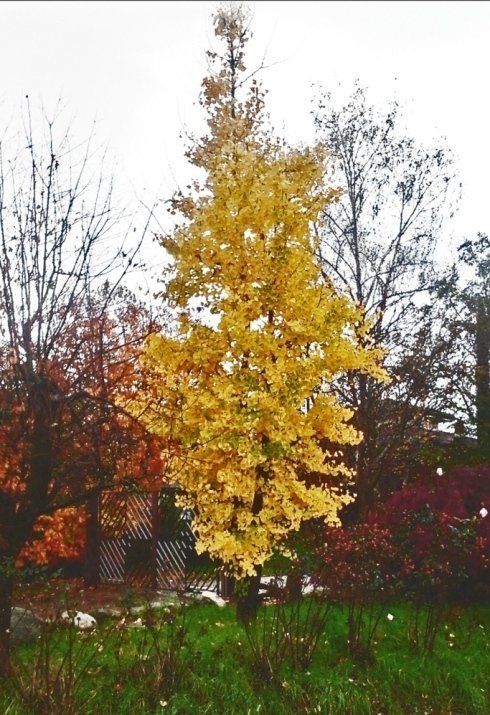 Potatura di alberi sempreverdi