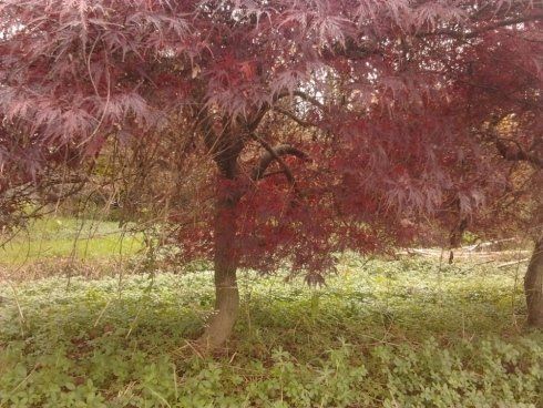 Potatura di alberi da giardino