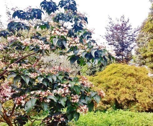 manutenzione di alberi e arbusti