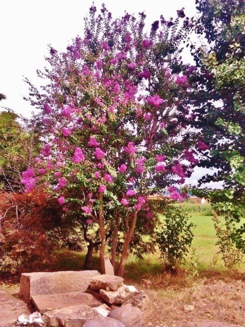 Albero da fiori