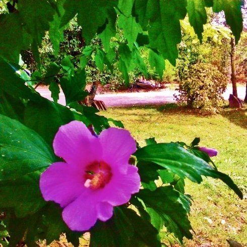 Manutenzione di aree verdi pubbliche