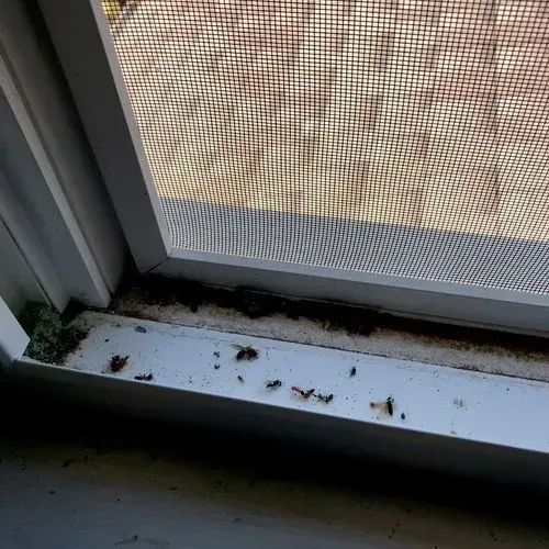 Close-up of a dirty windowsill with a screen. Debris and green growth are visible.