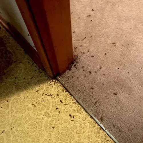 Scattered insects near a doorway on carpet and patterned flooring. Brown door frame.