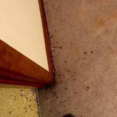 Pile of dark debris on a carpet, near a door frame, possibly insect droppings or dirt.