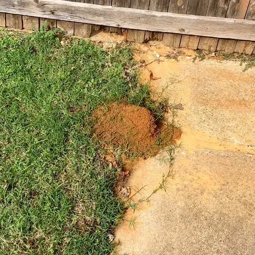 Brown anthill on the edge of a concrete patio and grass, next to a wooden fence.